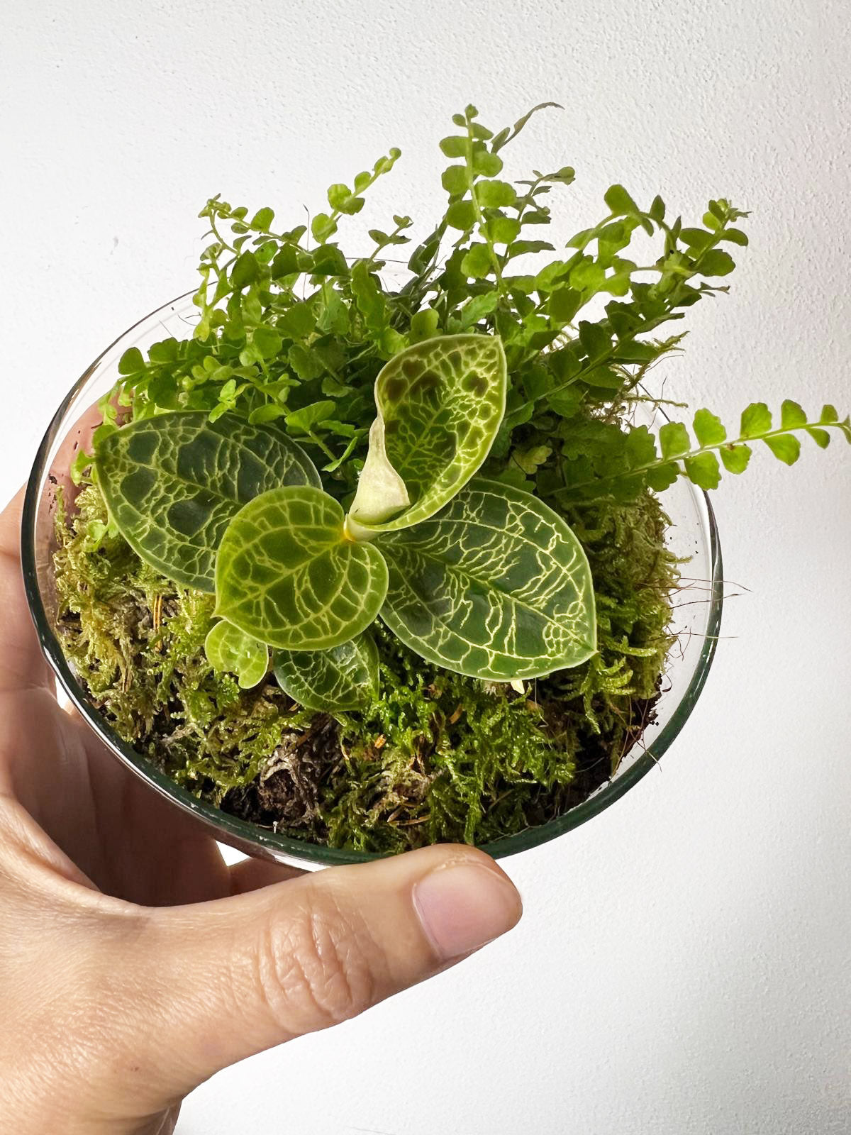 nDOME (nano-Dome) Terrarium /NEDES