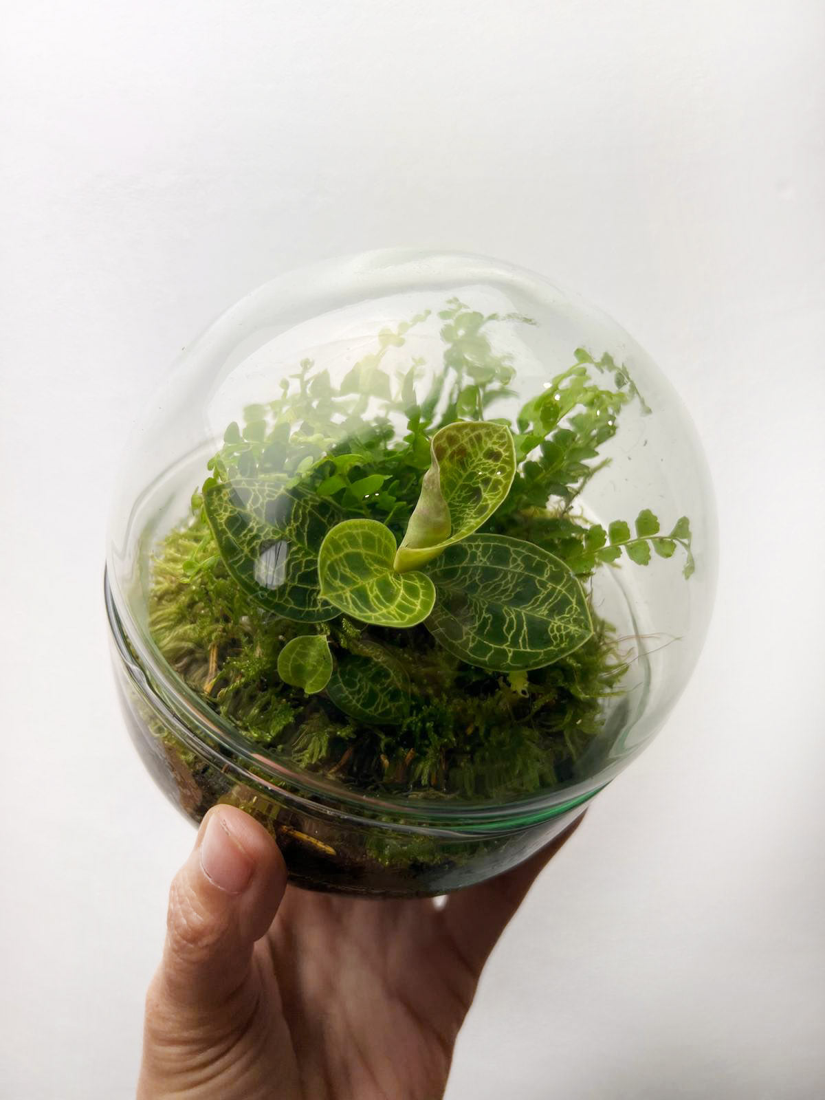 nDOME (nano-Dome) Terrarium /NEDES