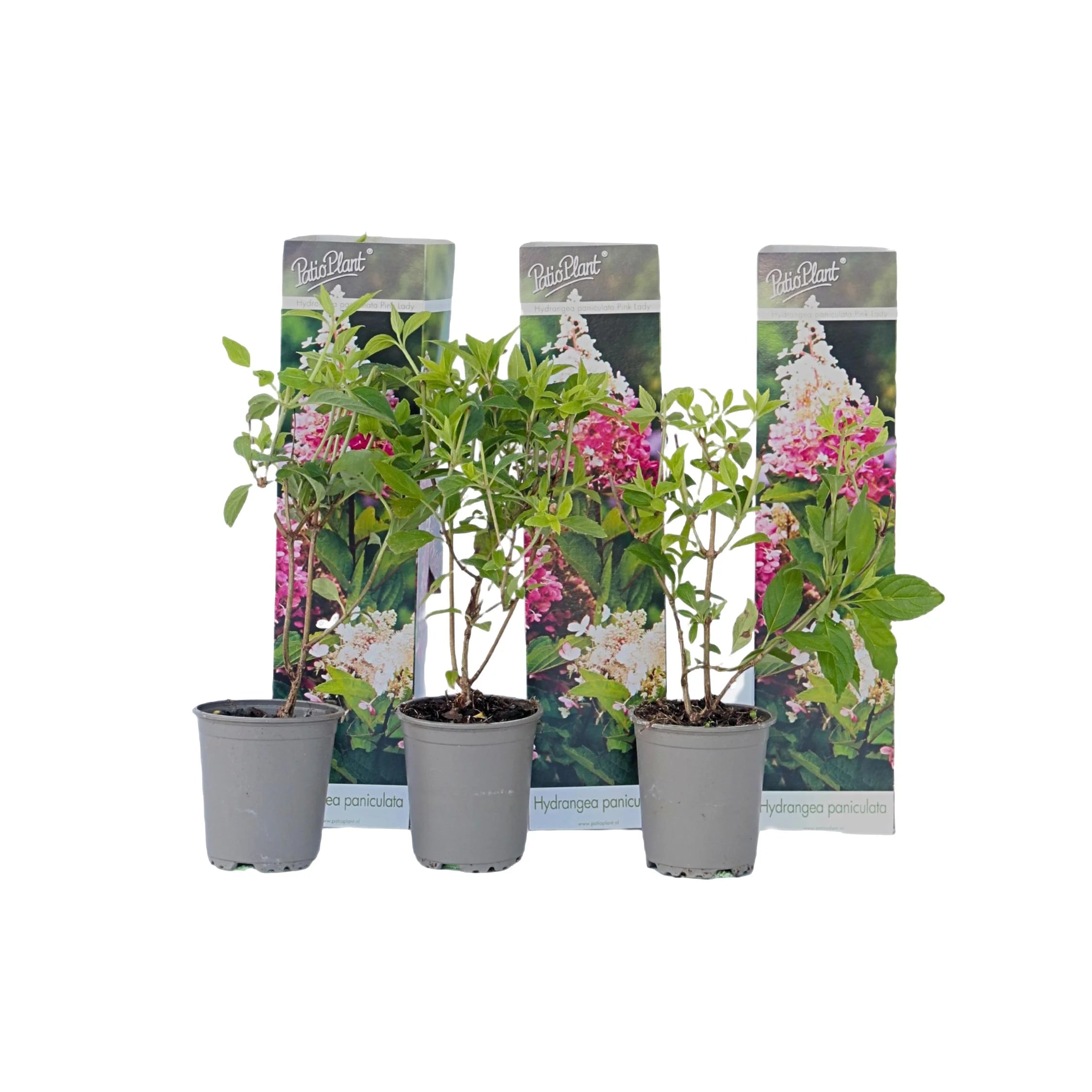 Ortensia /Hydrangea paniculata Pink Lady