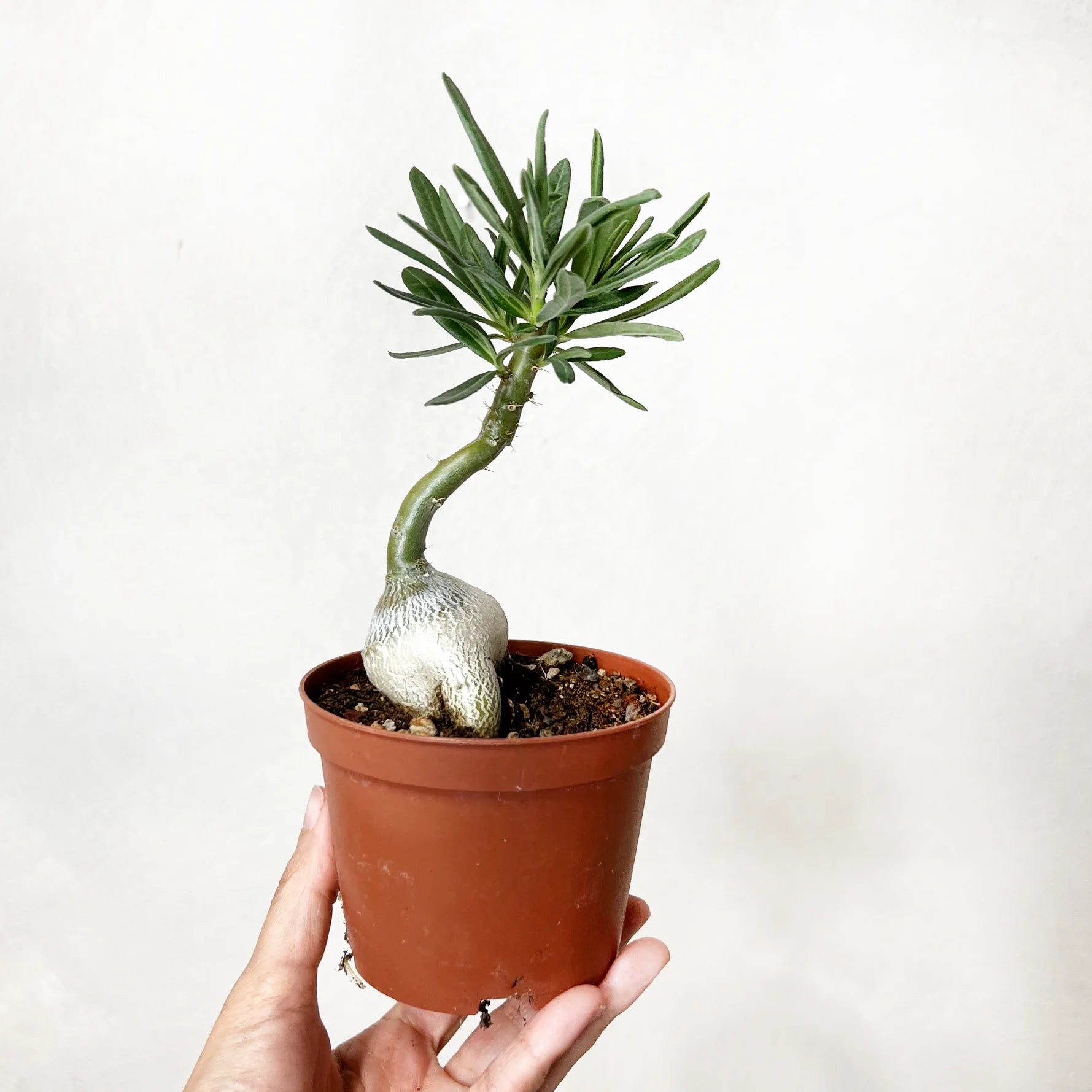 Pachypodium bispinosum