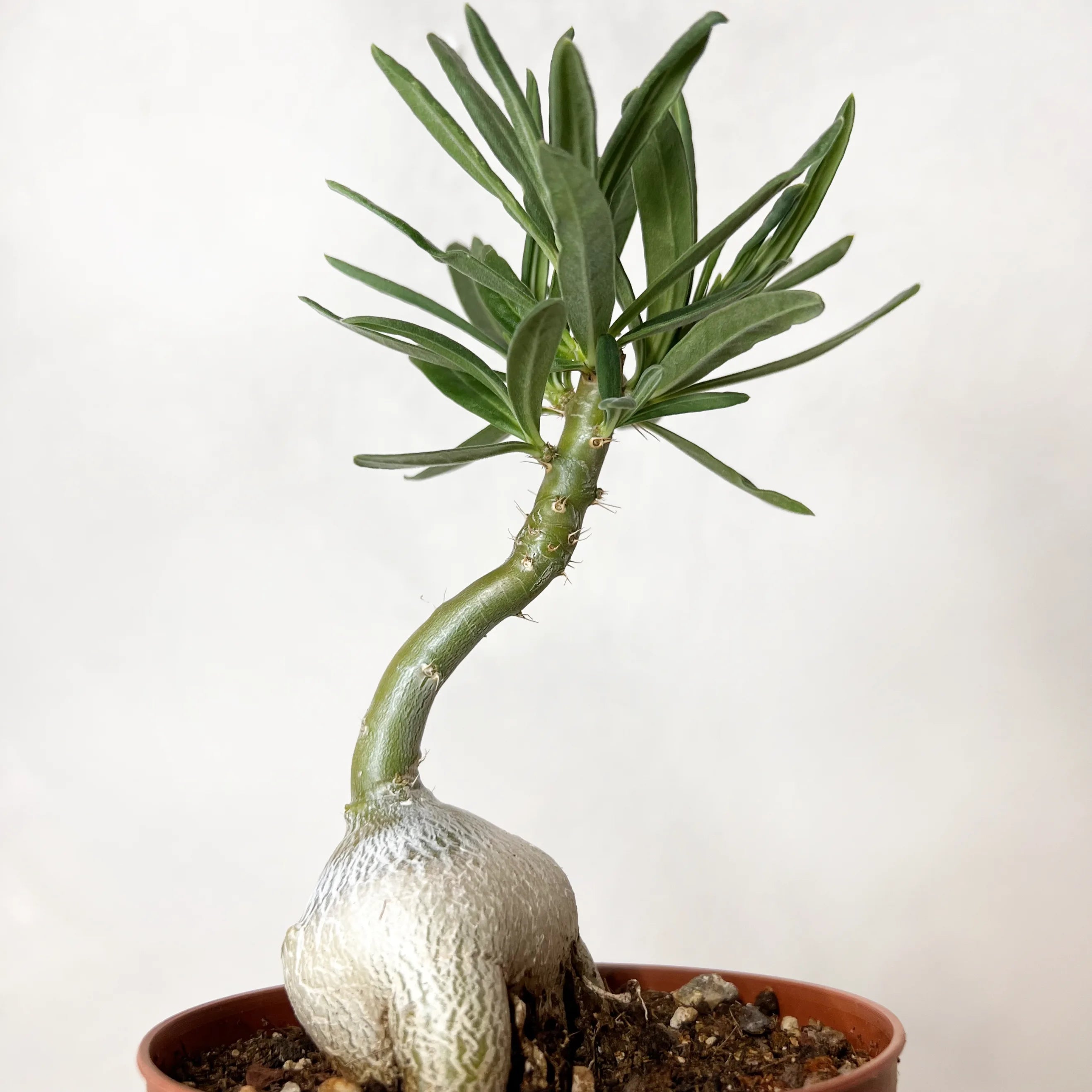 Pachypodium bispinosum