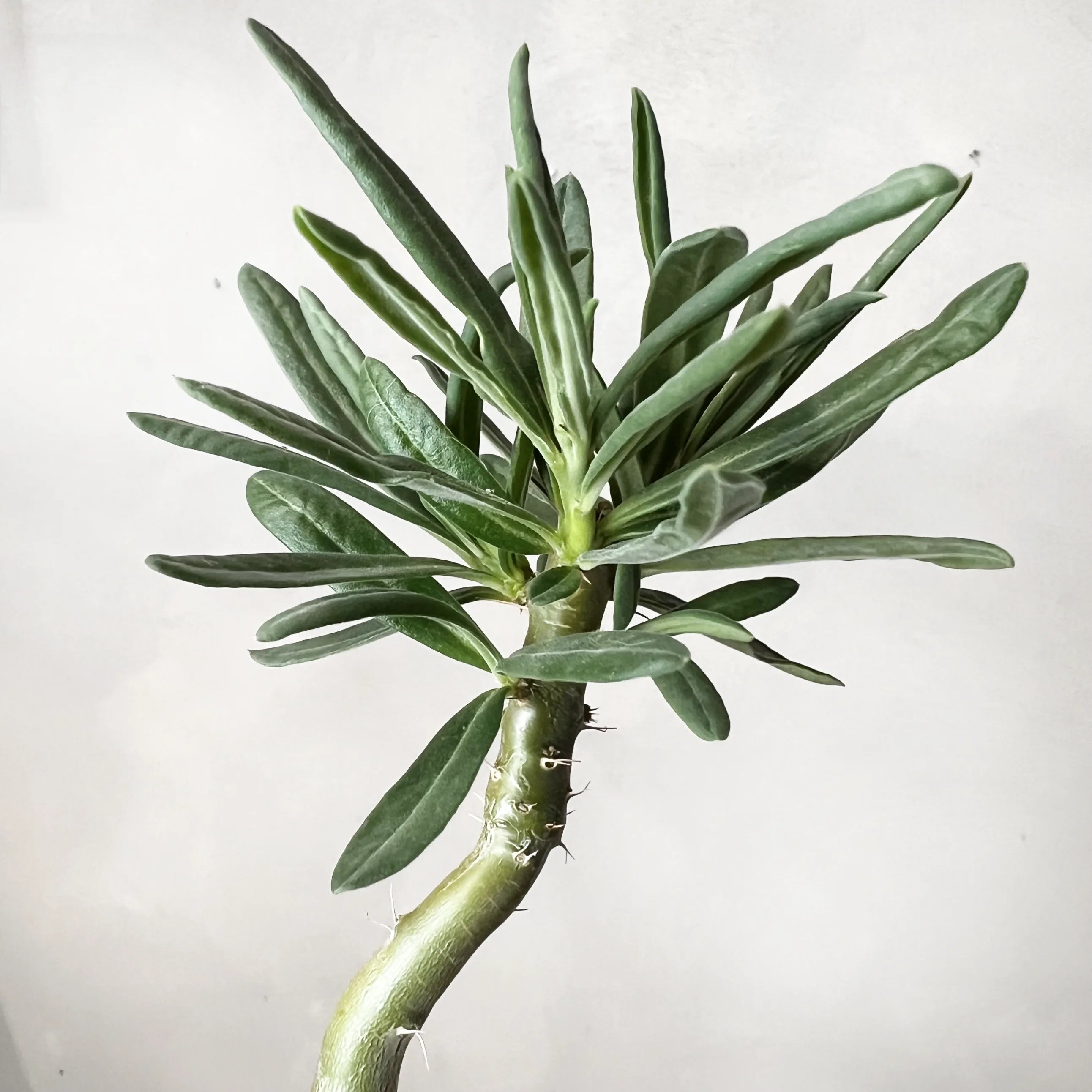 Pachypodium bispinosum