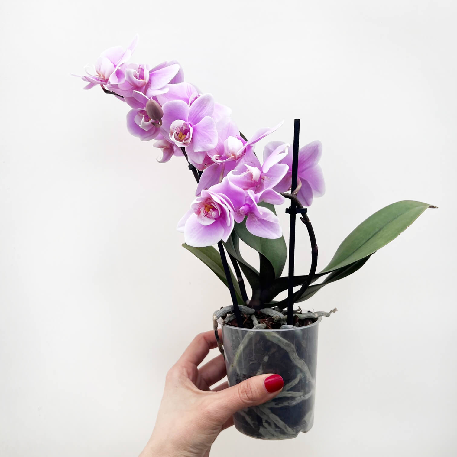 Mini Phalaenopsis 2 rami  / colore mix