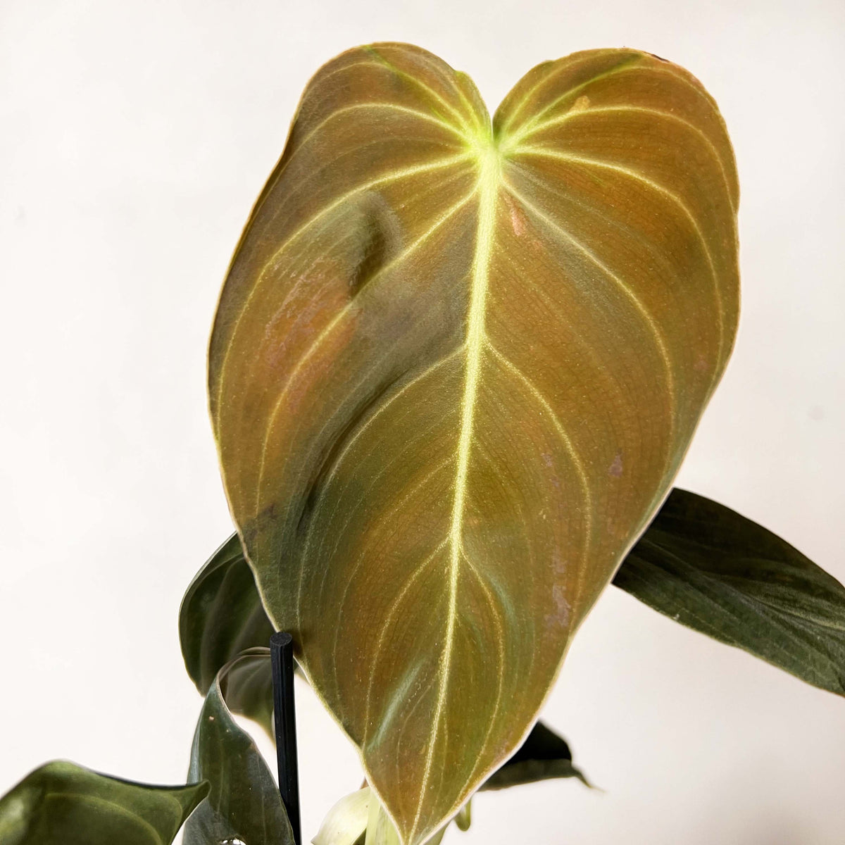 Philodendron Melanochrysum