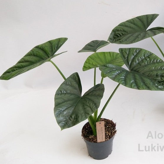 Alocasia Lukiwan