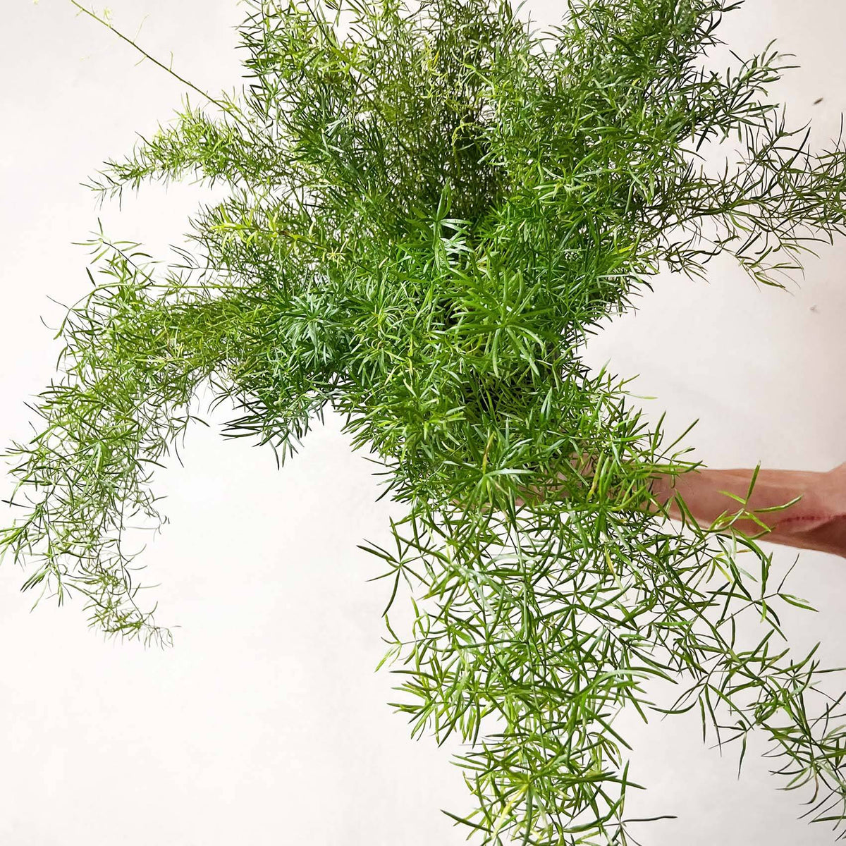 Asparagus Sprengeri