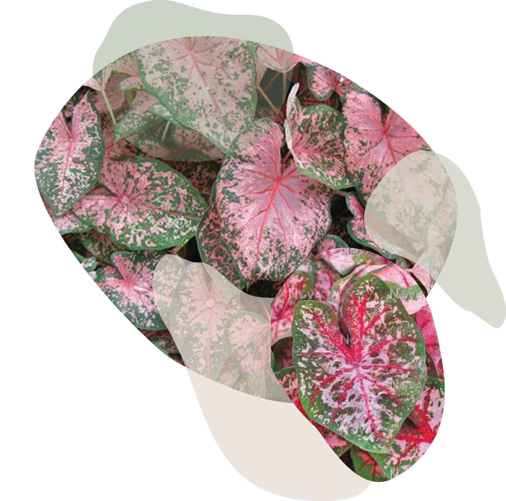 Caladium Pink Beauty