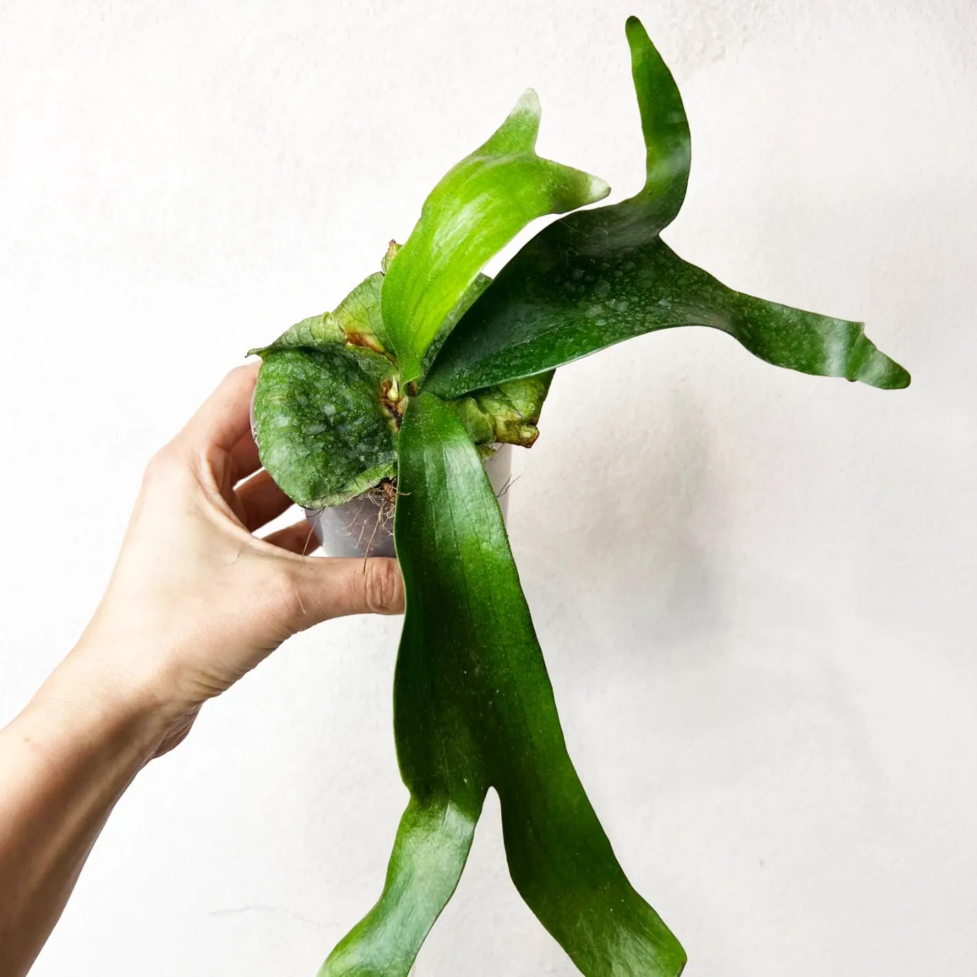 Platycerium Horn’s Surprise