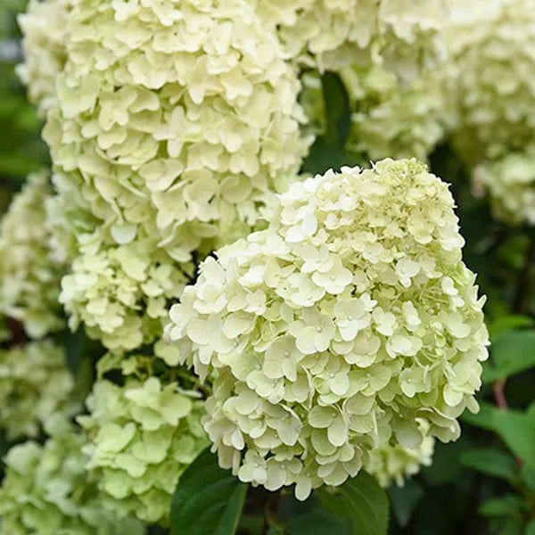Ortensia /Hydrangea paniculata Silver Dollar