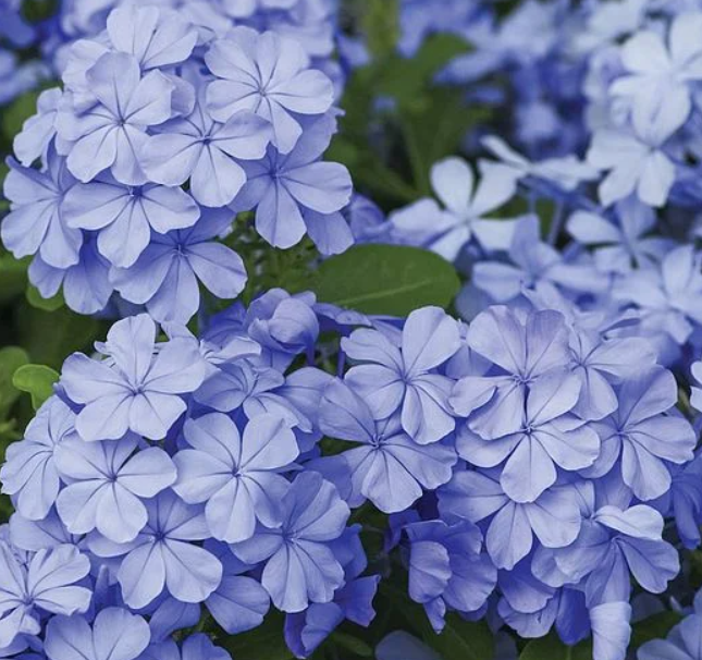 Plumbago Auriculata