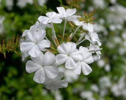 Plumbago capensis “Alba”
