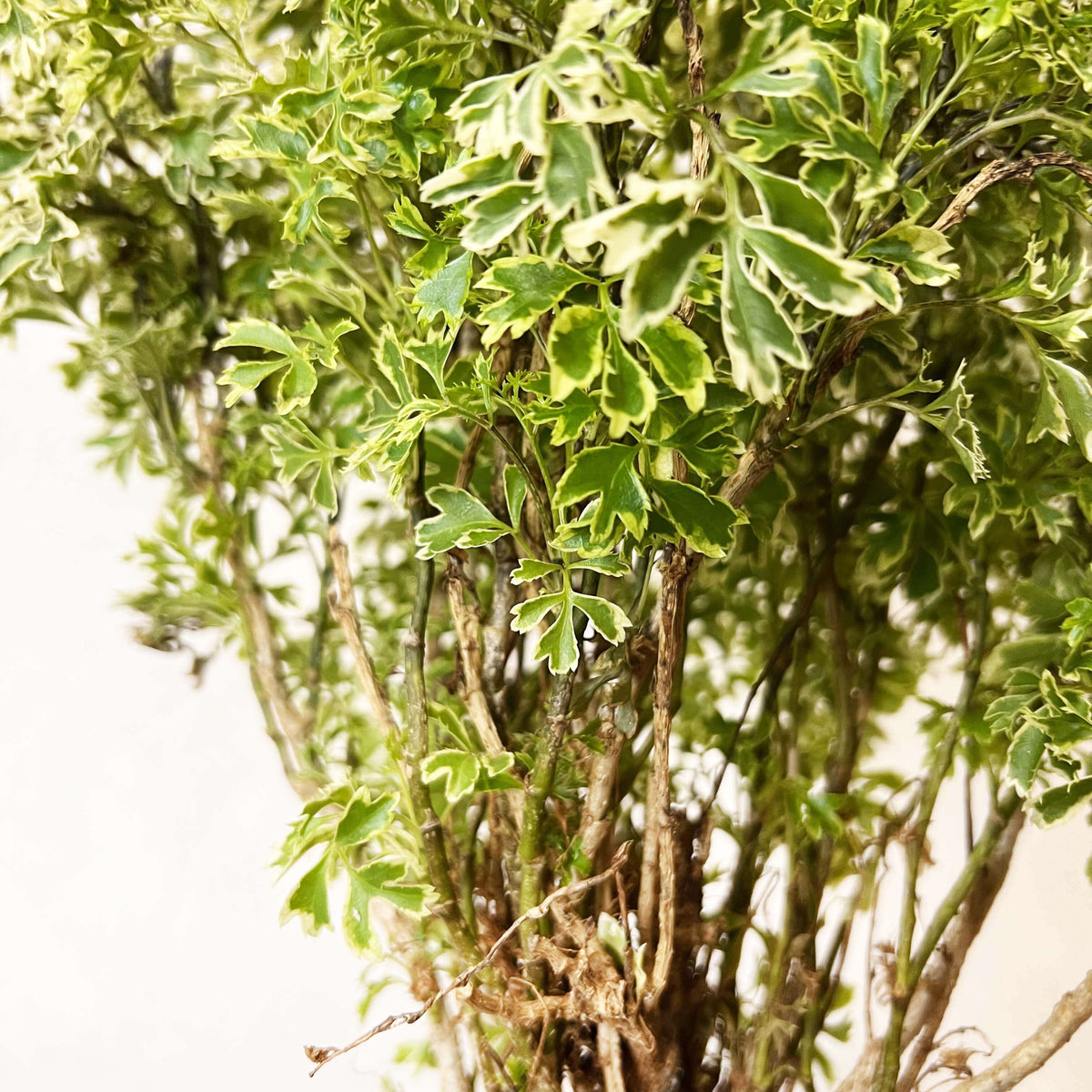 Polyscias Fruticosa Ming Aralia
