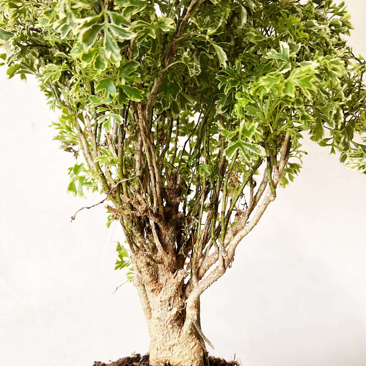 Polyscias Fruticosa Ming Aralia