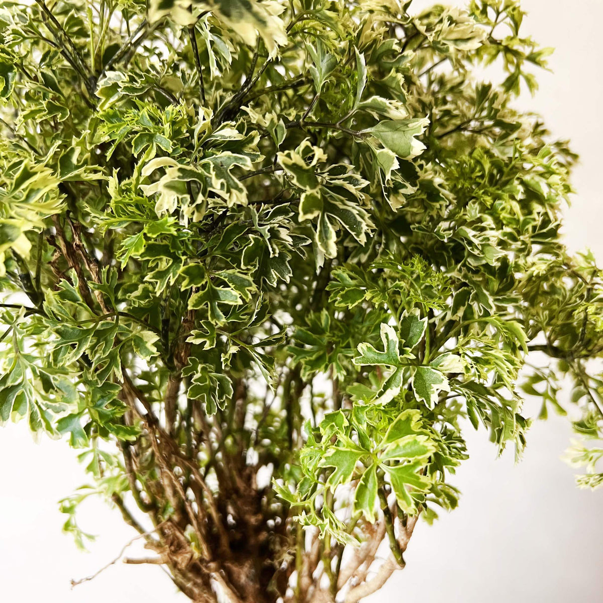 Polyscias Fruticosa Ming Aralia