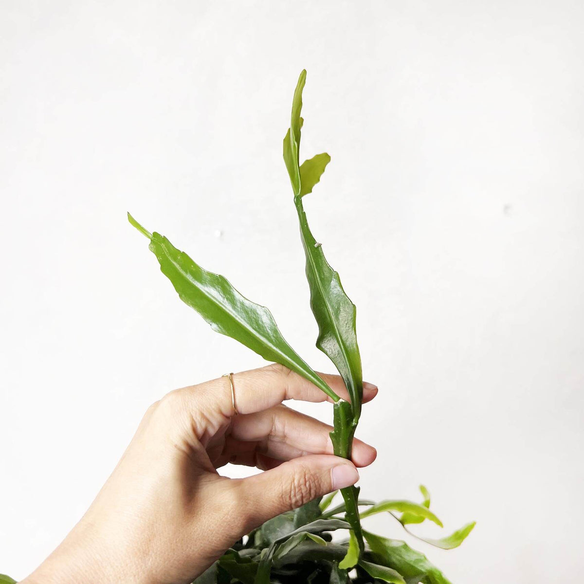 Rhipsalis Crispata