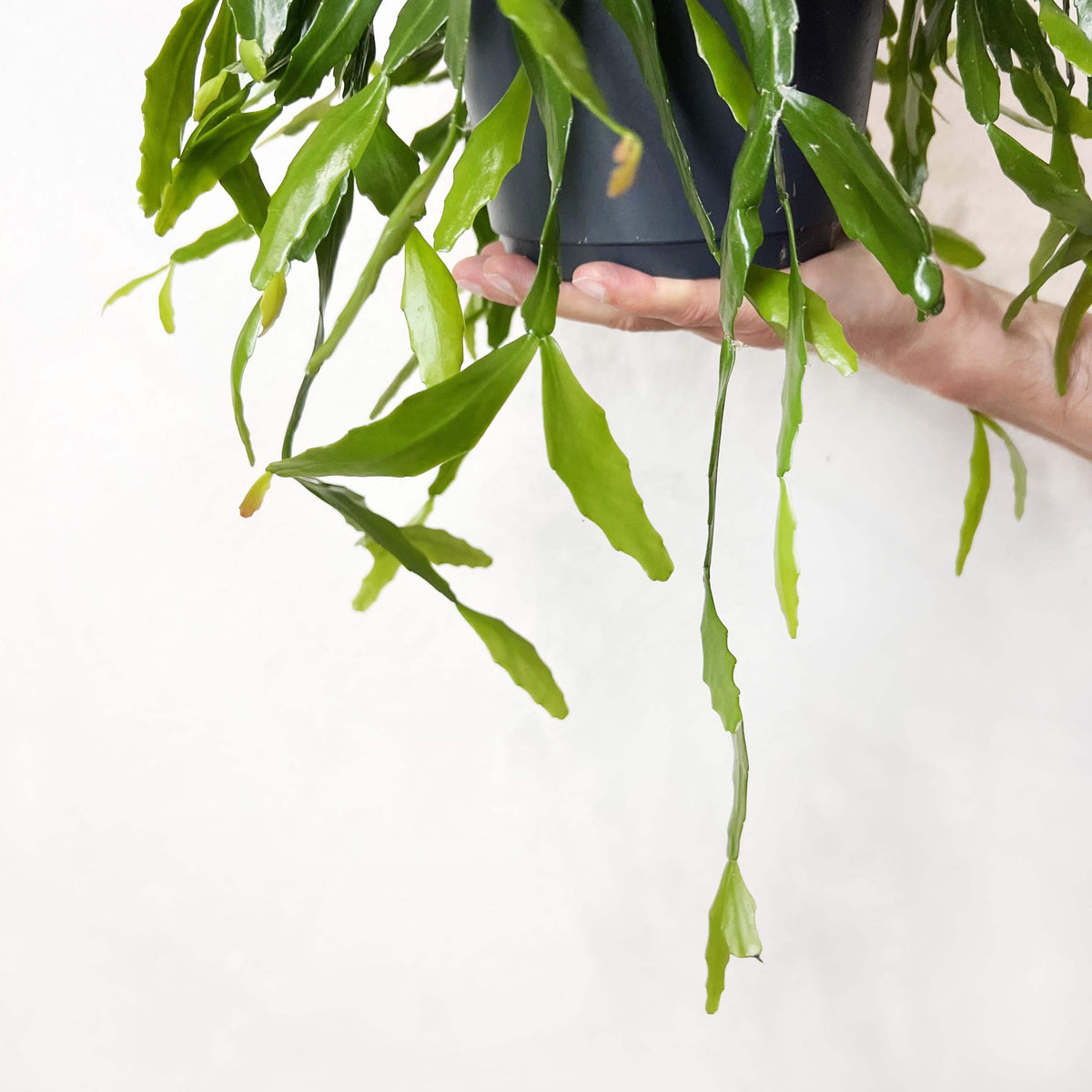 Rhipsalis Crispata