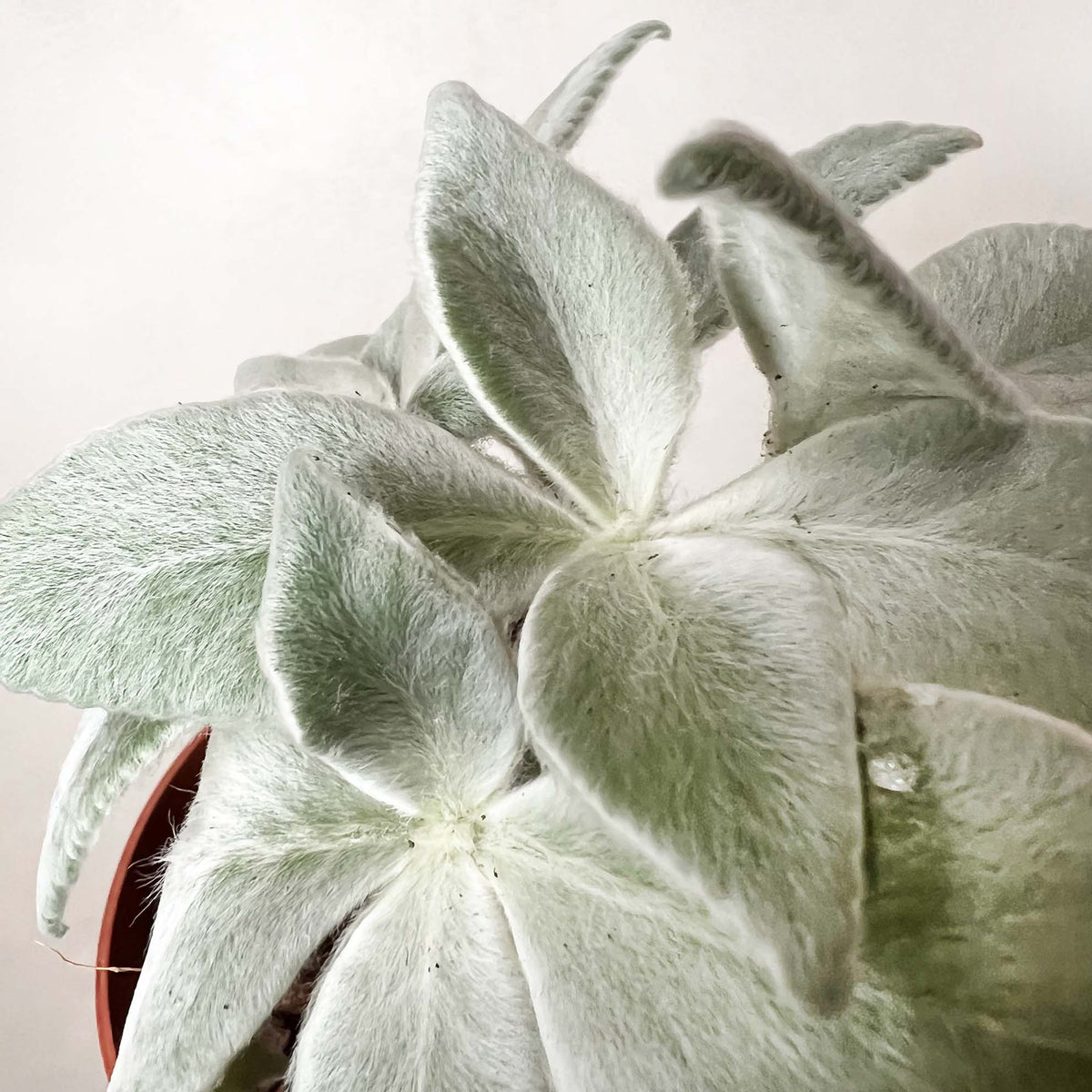 Sinningia Leucotricha