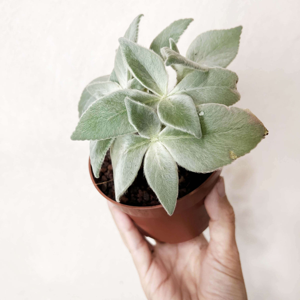 Sinningia Leucotricha