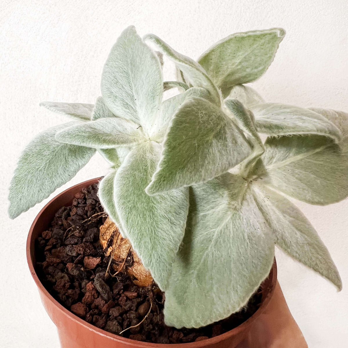 Sinningia Leucotricha