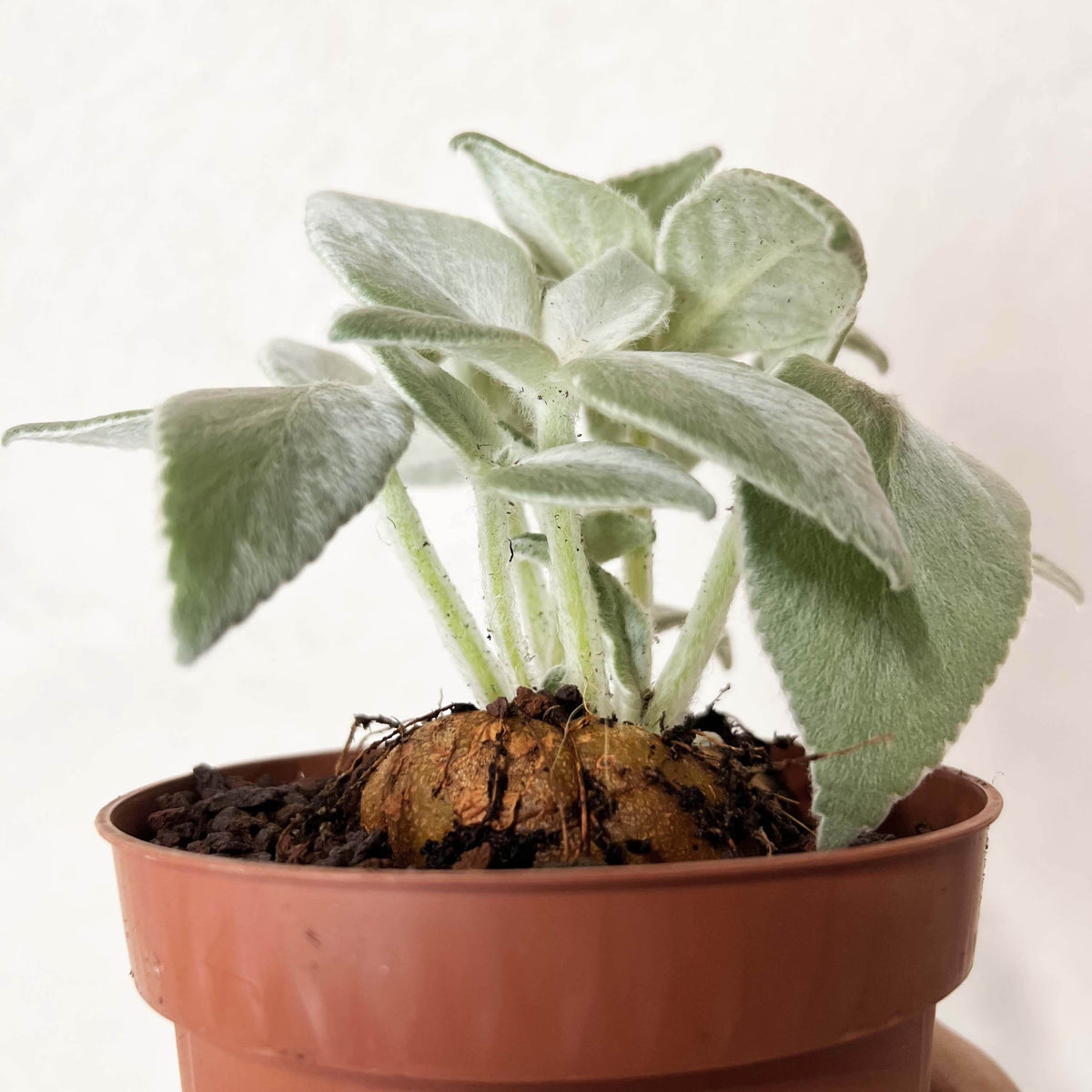 Sinningia Leucotricha