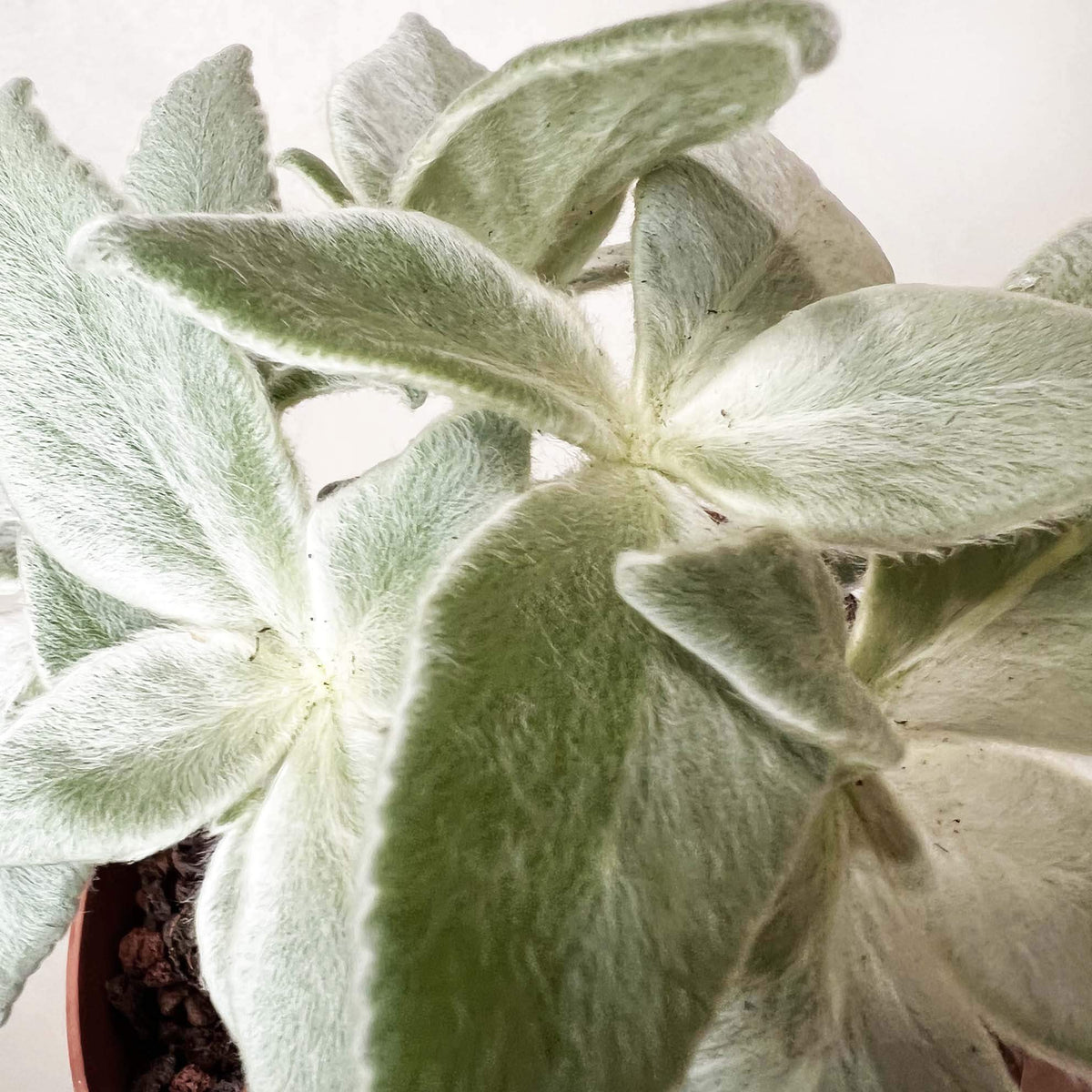 Sinningia Leucotricha