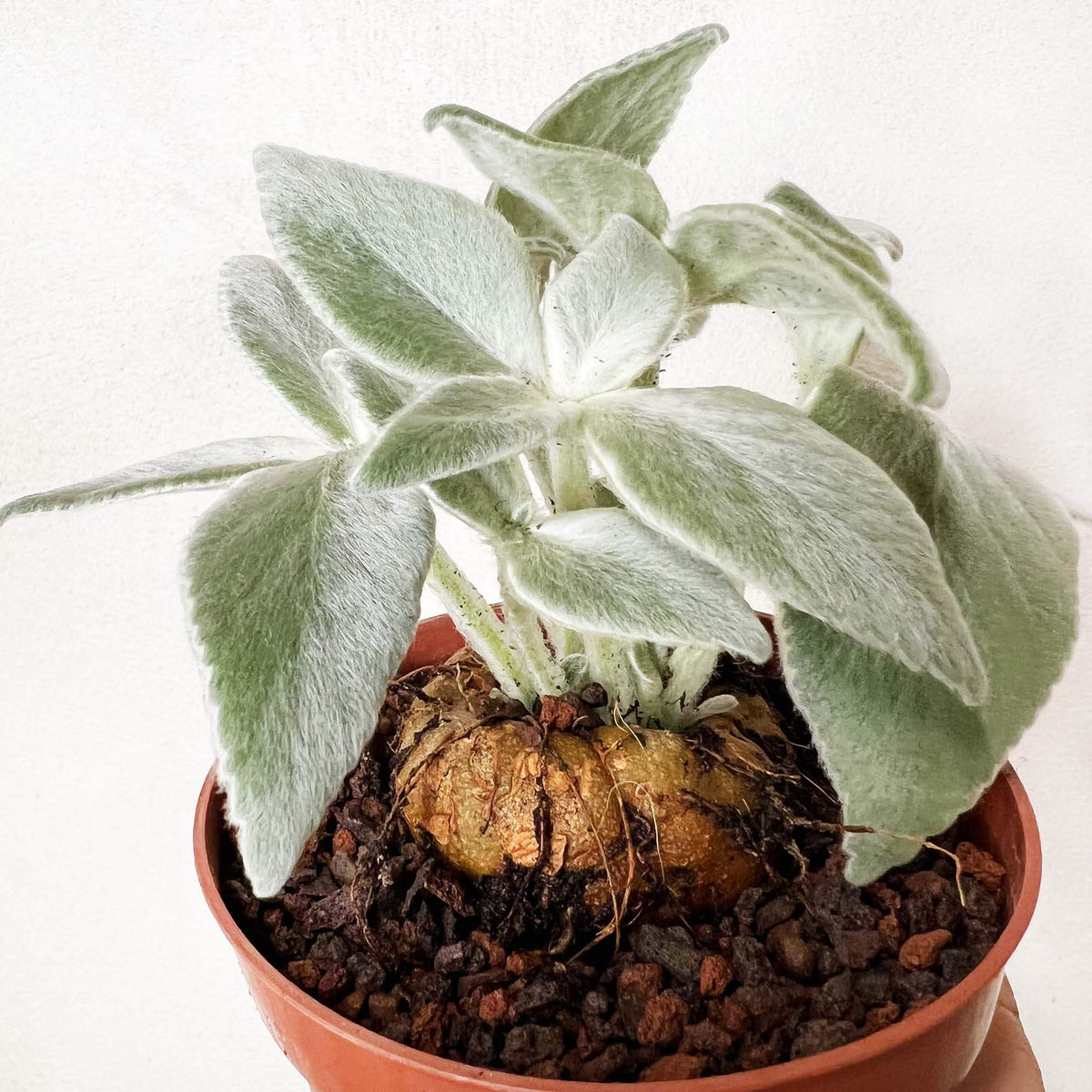 Sinningia Leucotricha