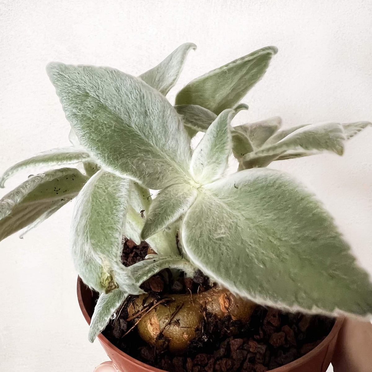 Sinningia Leucotricha