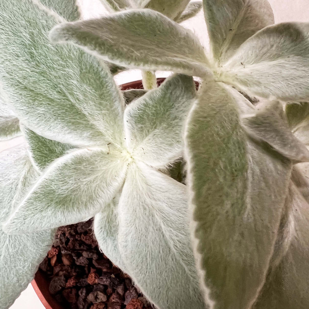 Sinningia Leucotricha