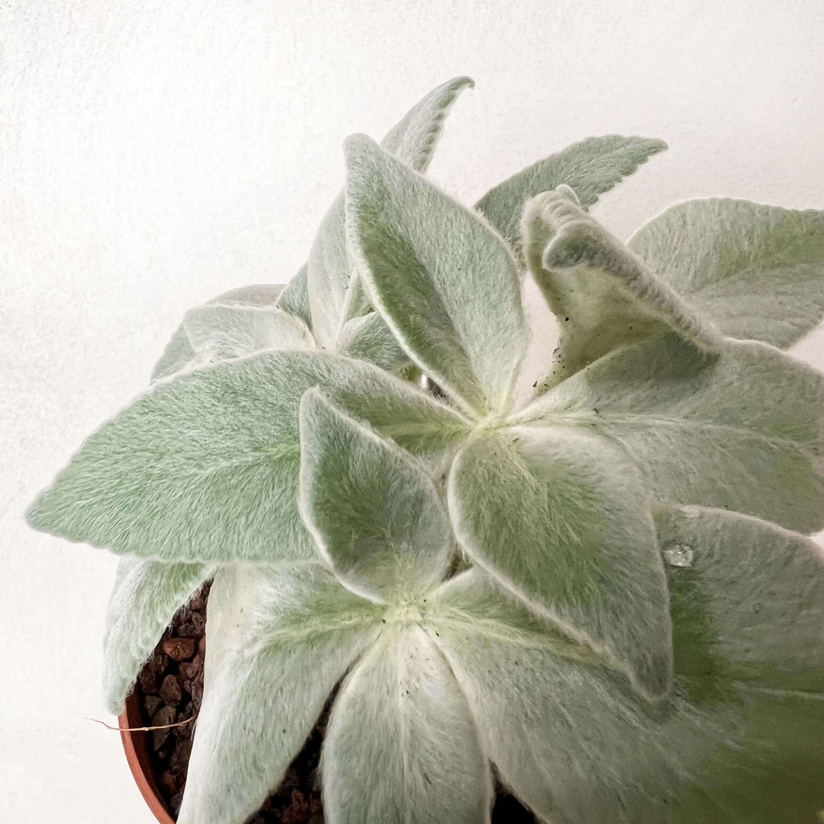 Sinningia Leucotricha