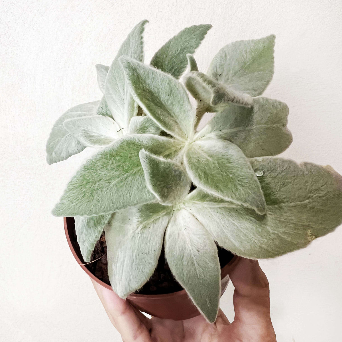 Sinningia Leucotricha