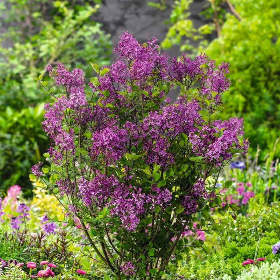 Syringa Dark Purple /Lillà