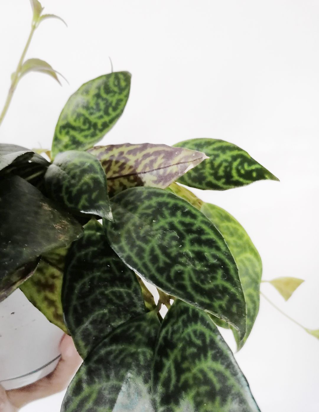AeschynantusMarmoratus-4