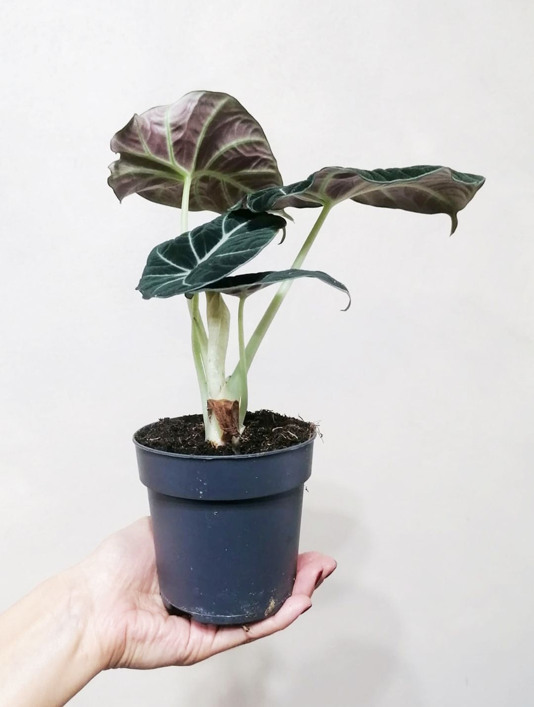 AlocasiaBlackVelvet-4