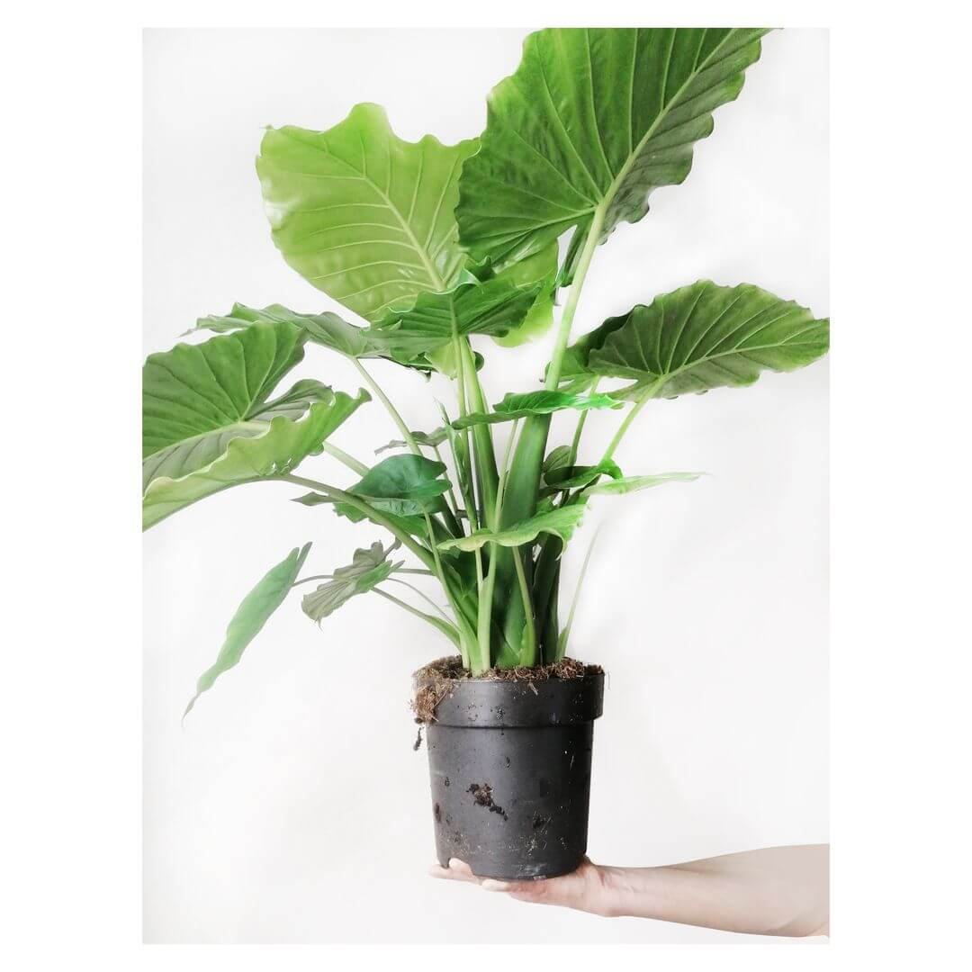 AlocasiaGageana-4