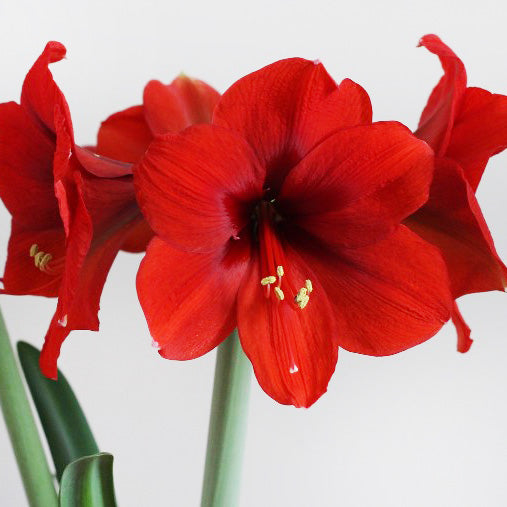 Amaryllis-Red-Lion