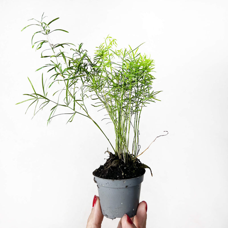 Baby Asparagus Sprengeri