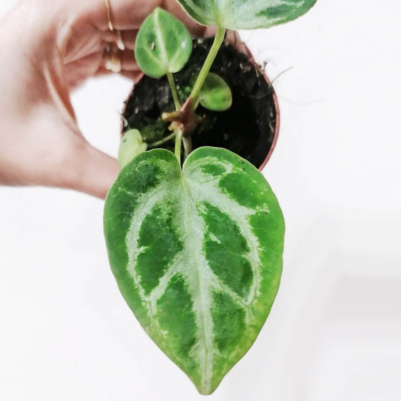 Baby Anthurium Silver Blush