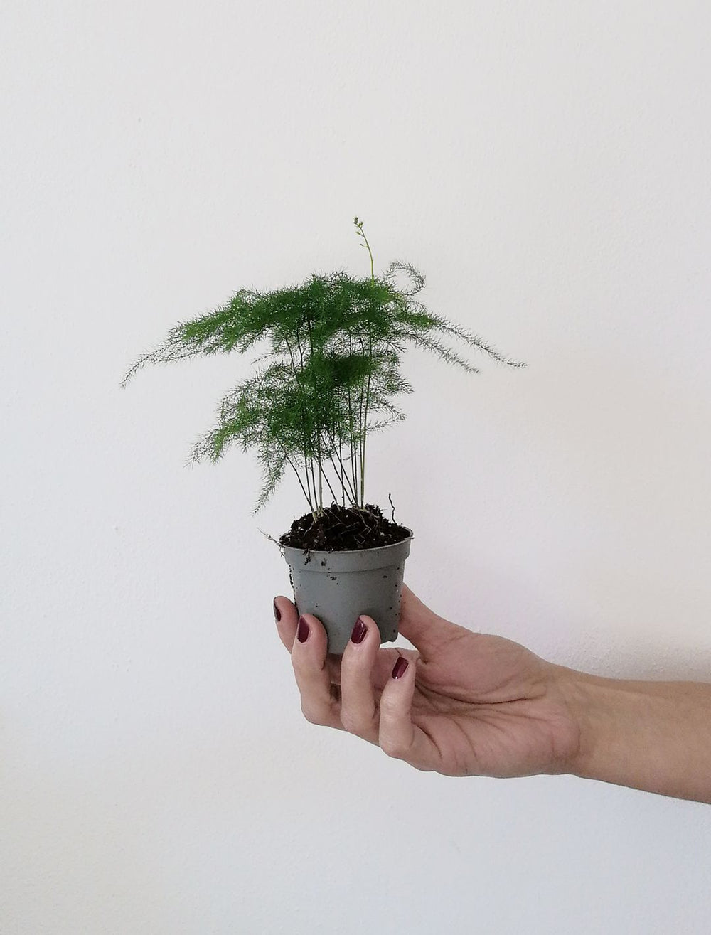 Baby Asparagus Setaceus