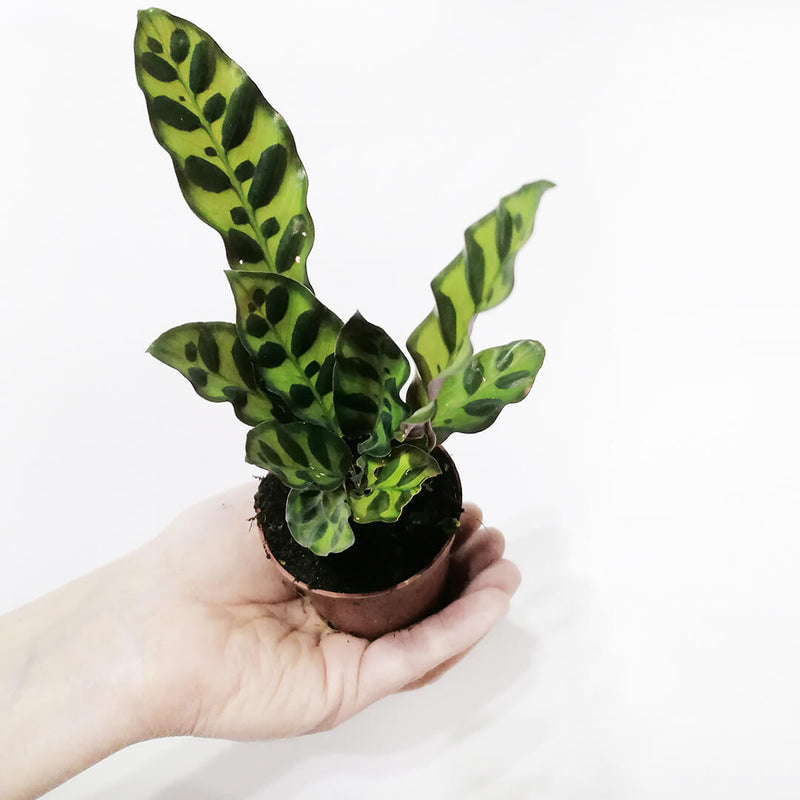 Baby Calathea Lancifolia Baby Calathea Lancifolia