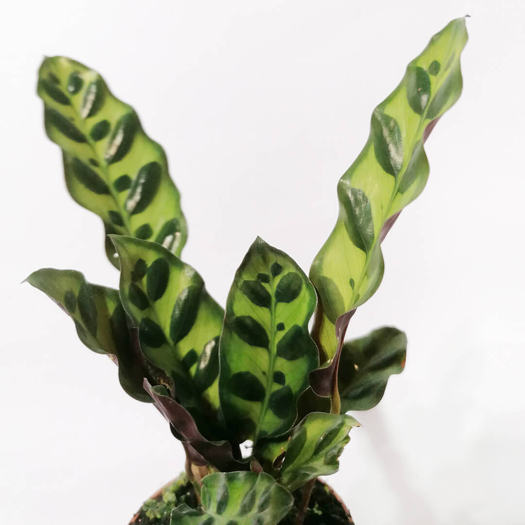 BabyCalatheaLancifolia-2