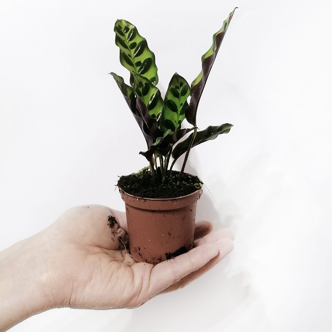 BabyCalatheaLancifolia-3