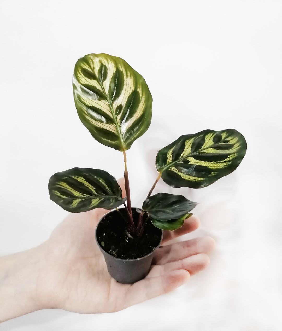 BabyCalatheaMakoyana-1