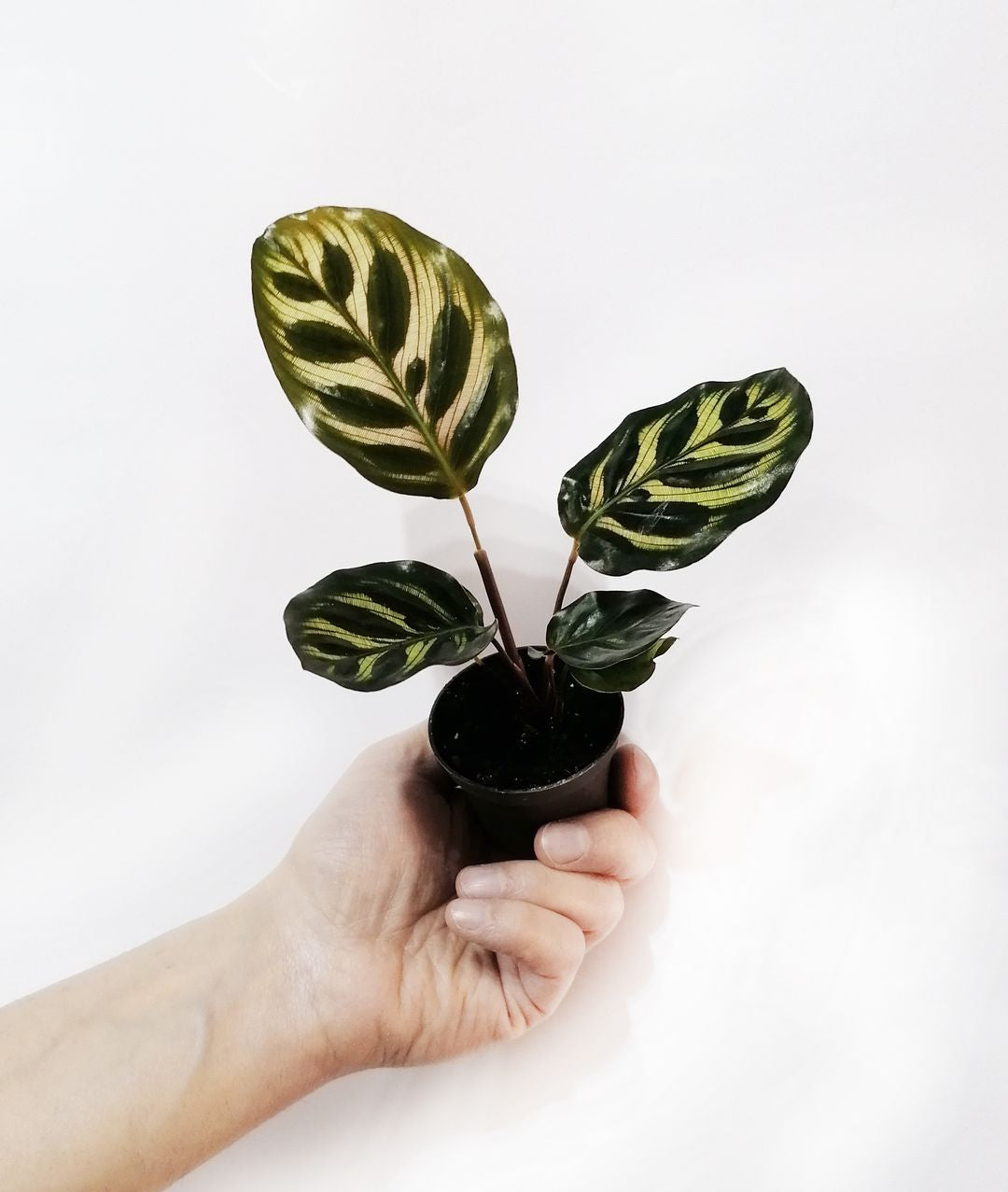 BabyCalatheaMakoyana-2