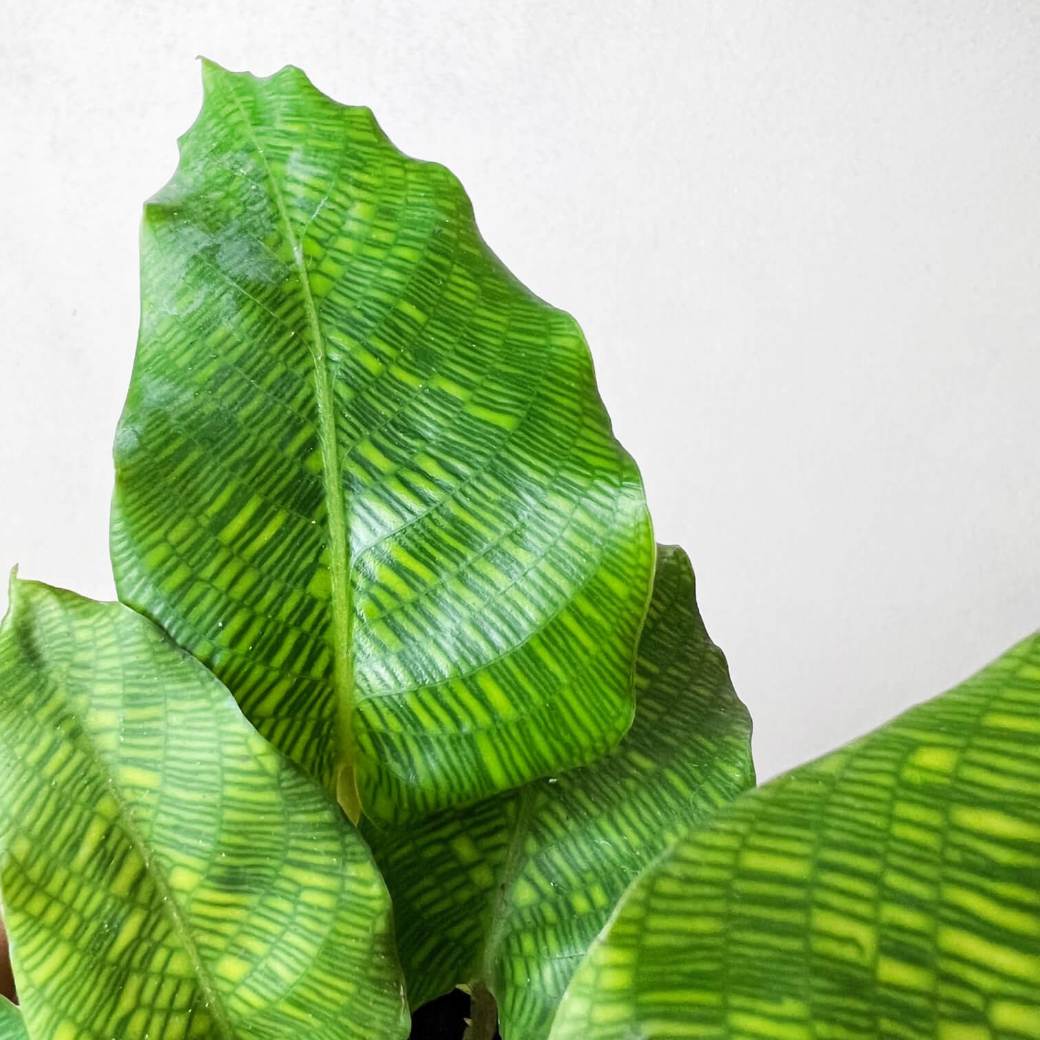 BabyCalatheaMusaica_4