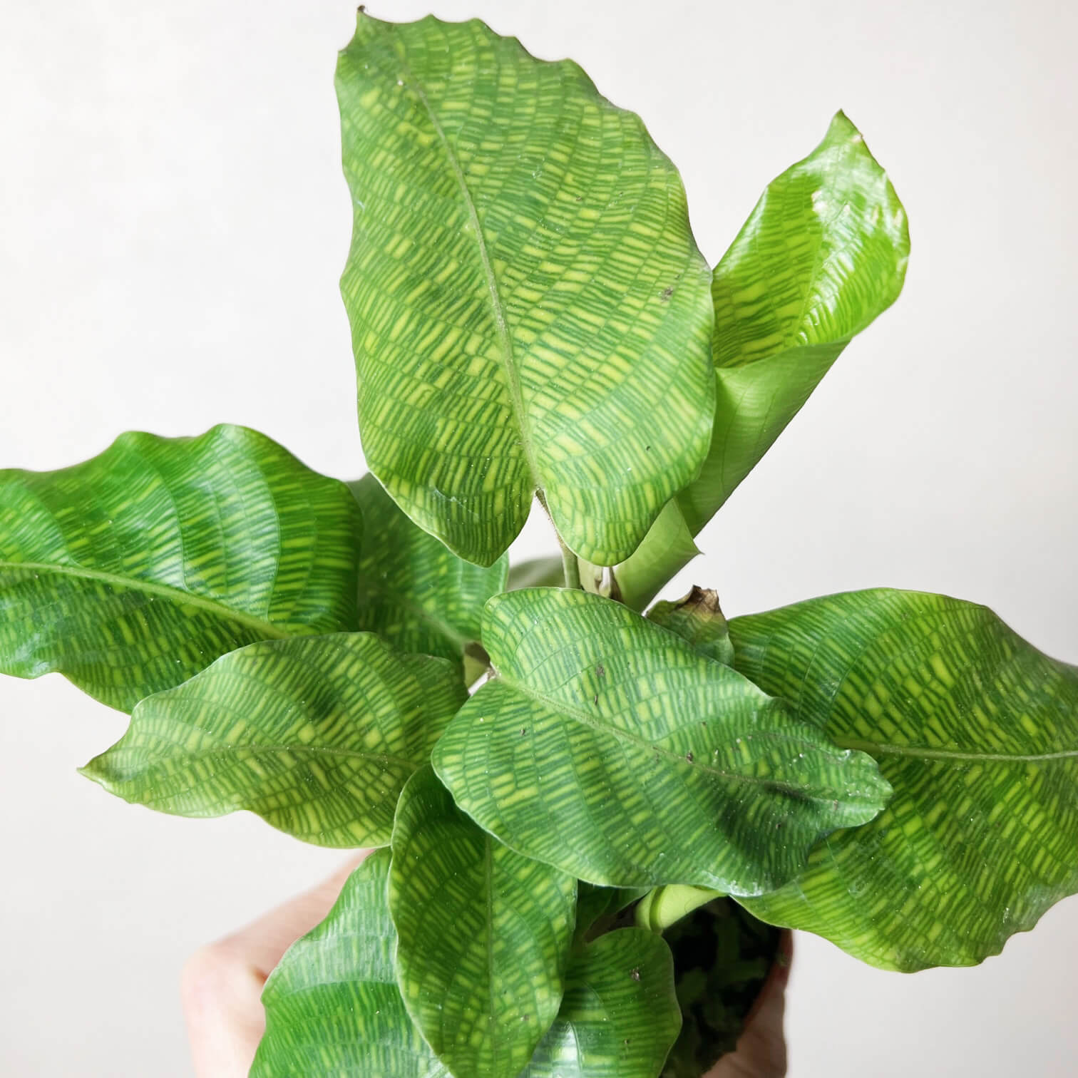 BabyCalatheaMusaica_5
