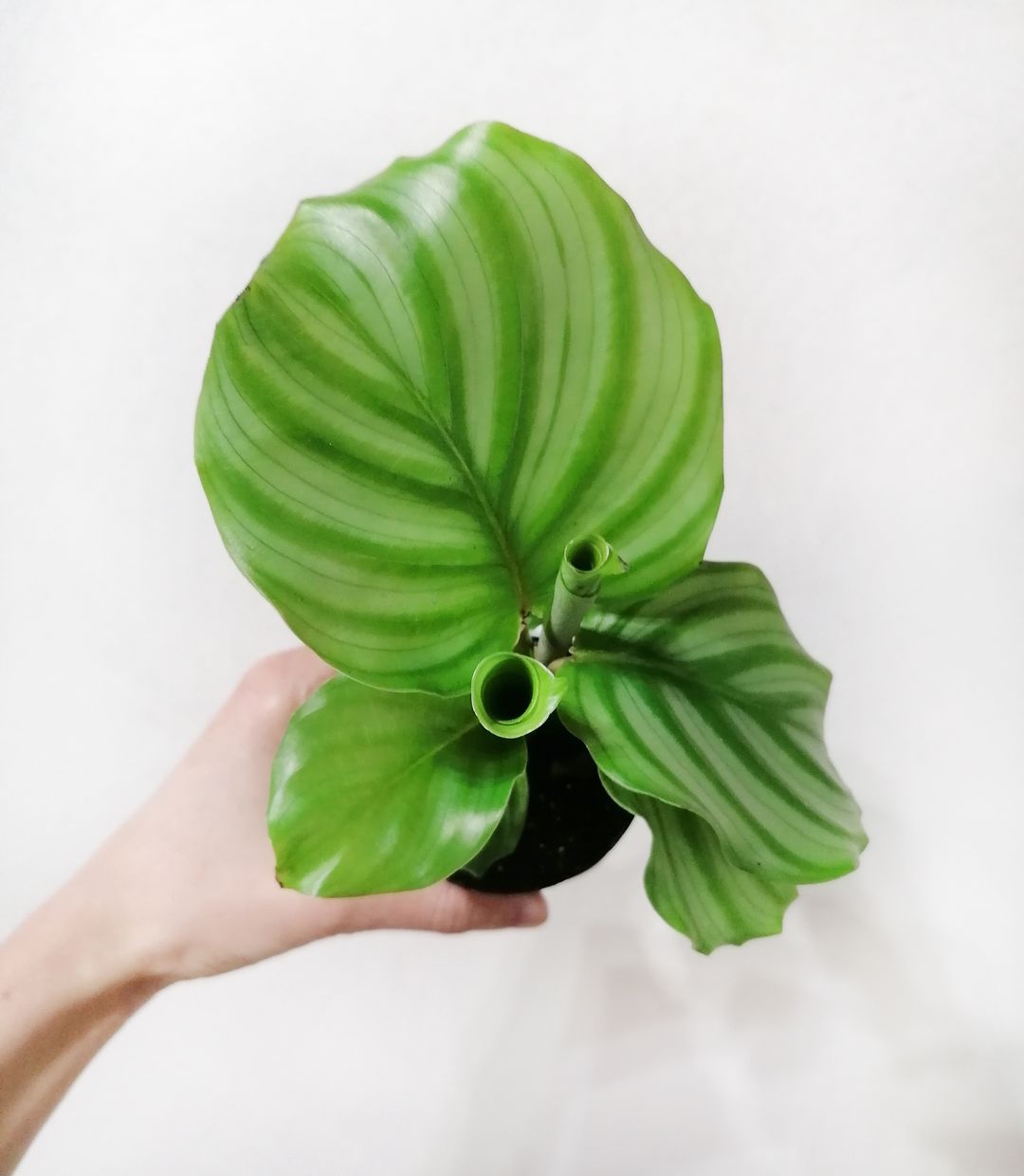 BabyCalatheaOrbifolia-1