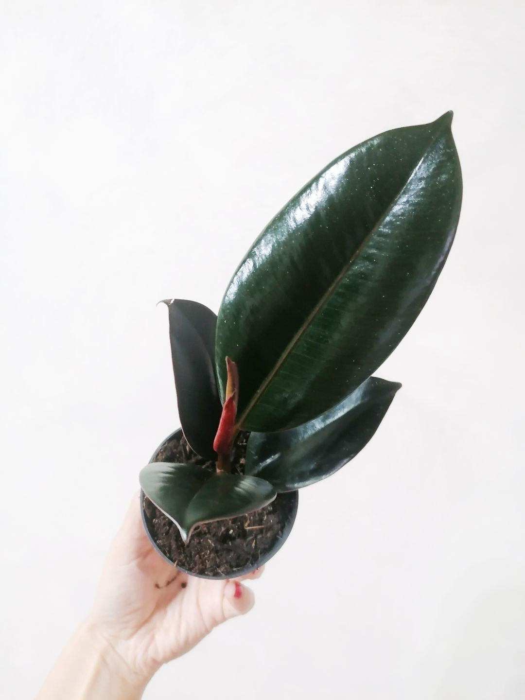 BabyFicusAbidjan-2