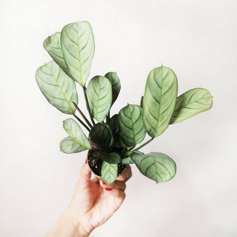 Baby Maranta Leuconeura Amabilis Mint