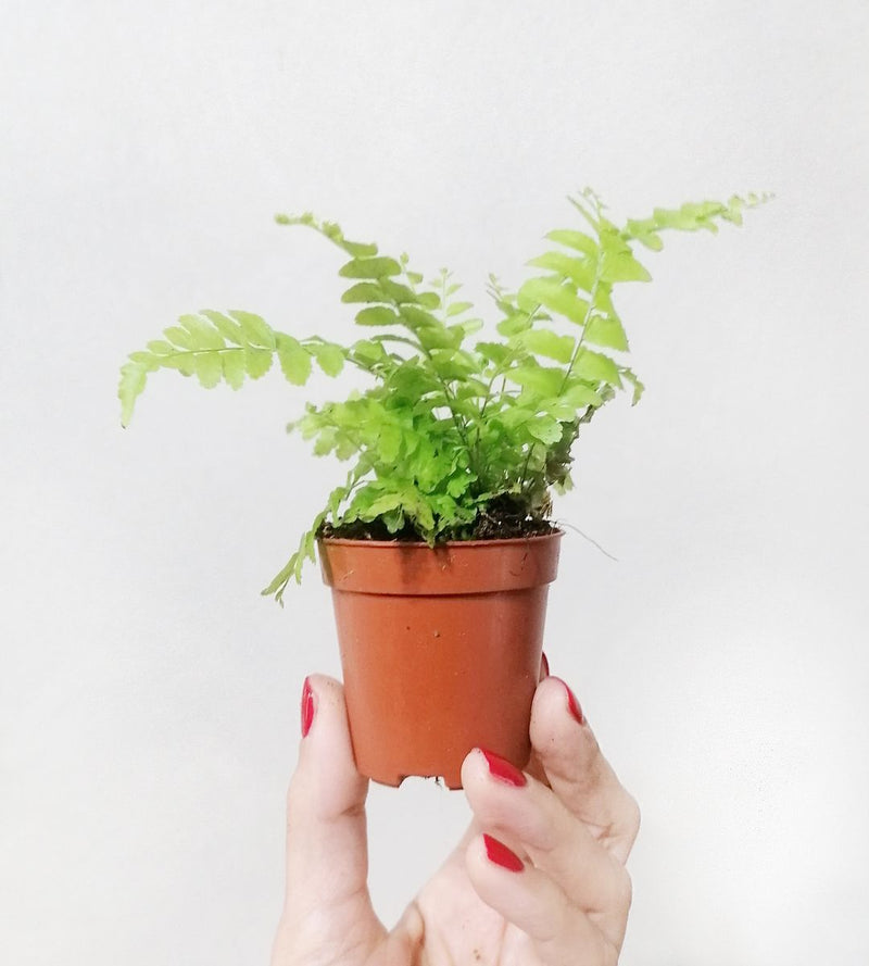 Baby Nephrolepis