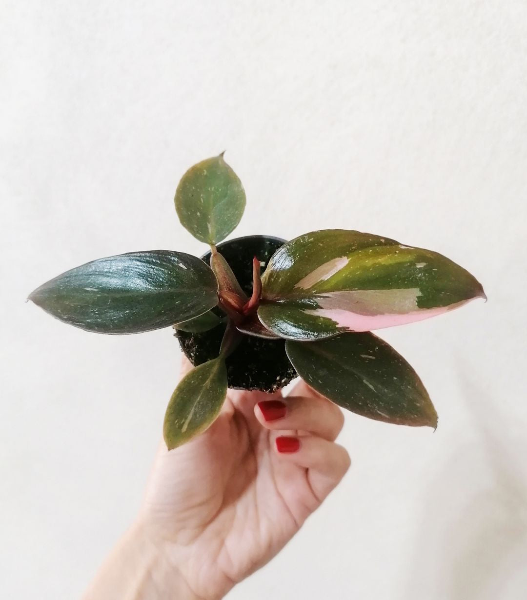 BabyPhilodendronPinkPrincess-2